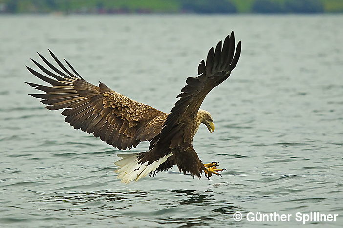 White-tailed eagle, Haliaeetus albicilla