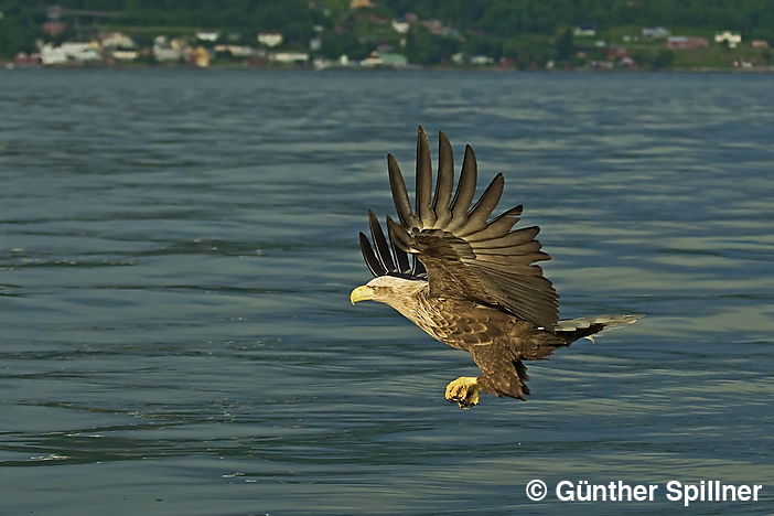 White-tailed eagle, Haliaeetus albicilla