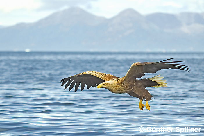Seeadler, Haliaeetus albicilla