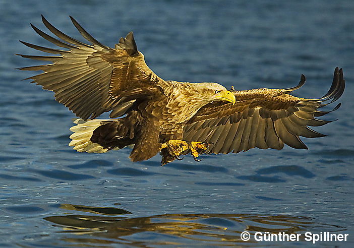 Seeadler, Haliaeetus albicilla