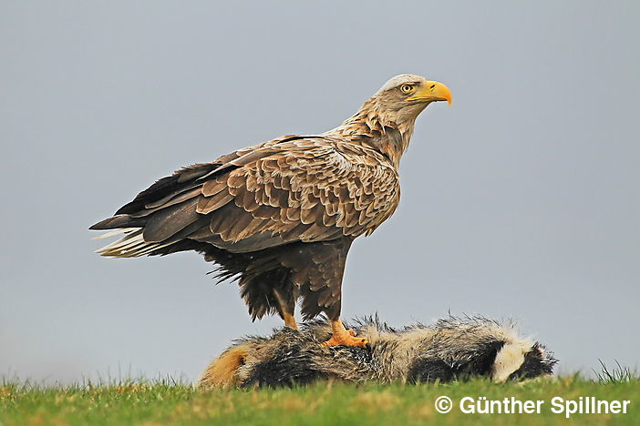 White-tailed eagle, Haliaeetus albicilla