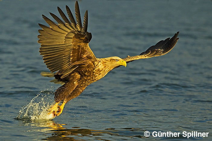 Seeadler, Haliaeetus albicilla