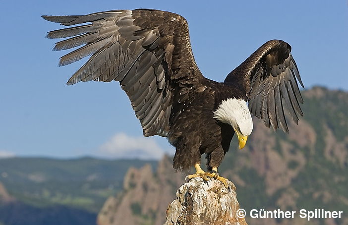 Weißkopfseeadler, Haliaeetus leucocephalus