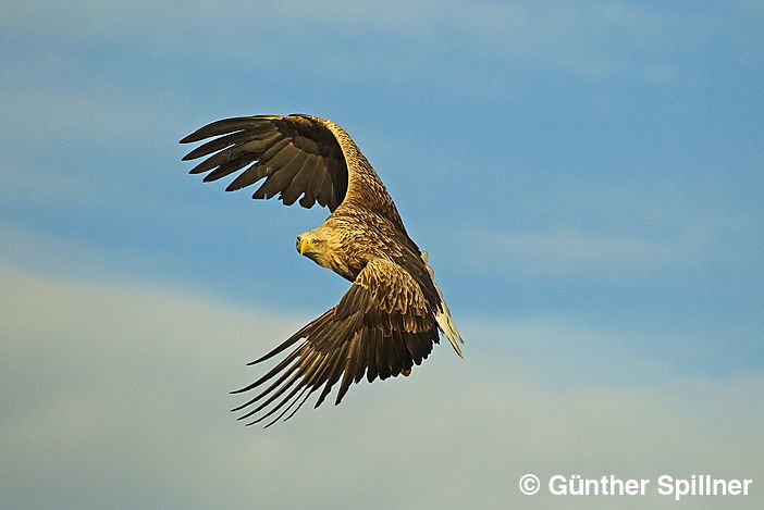 Seeadler, Haliaeetus albicilla