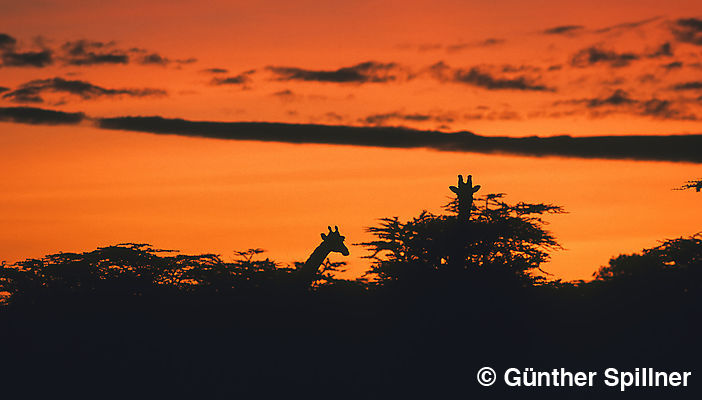 Giraffe im Sonnenaufgang, Giraffa camelopardalis
