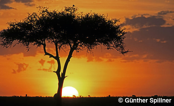 Sonnenaufgang in Kenia