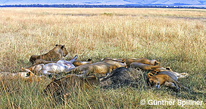 Löwenrudel, Panthera leo