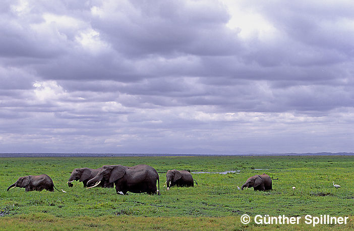 Elefanten, Elephantidae