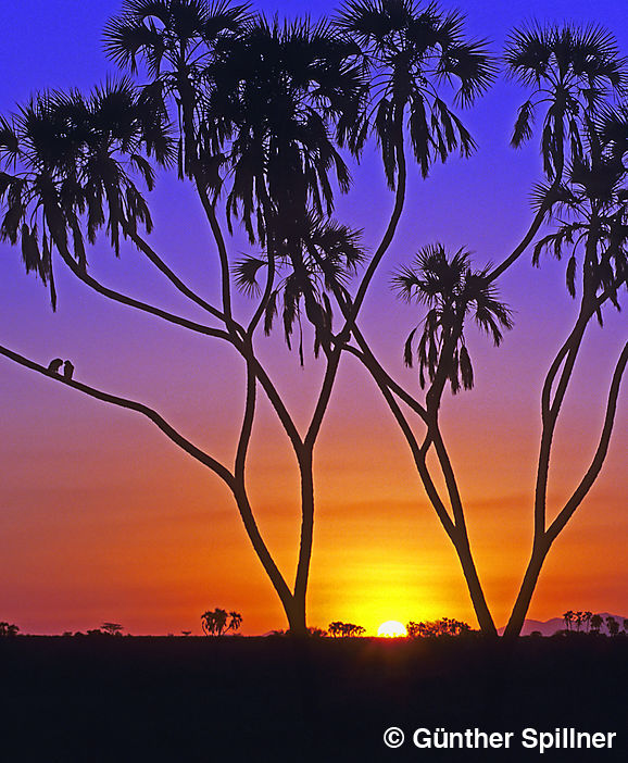 Sonnenaufgang in Samburu