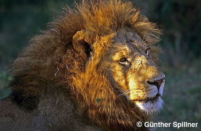 Löwe, Panthera leo