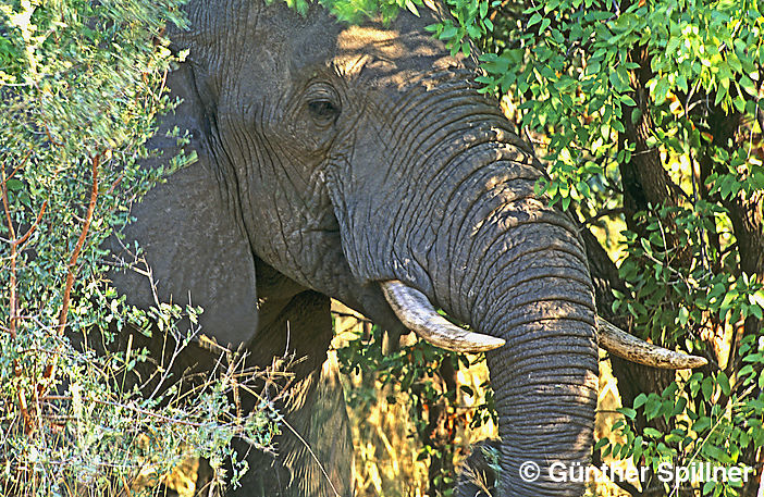 Elefant, Elephantidae