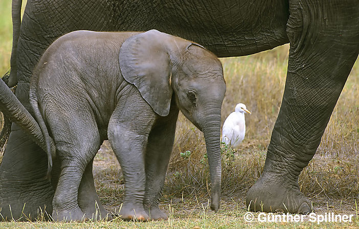 Elefantenjungtier mit Mutter, Elephantidae