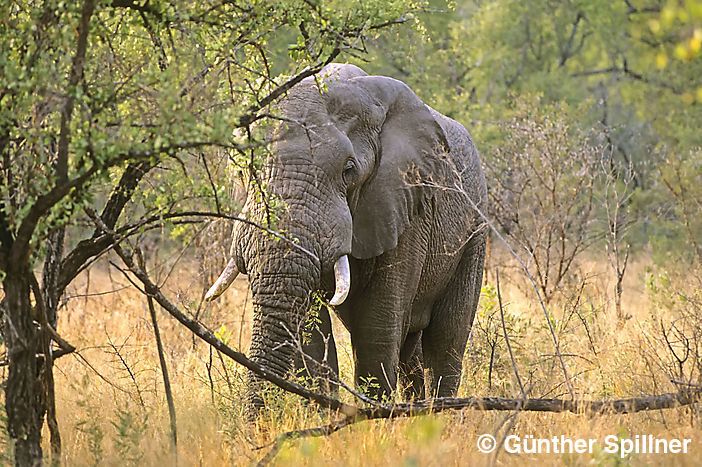 Elefant, Elephantidae