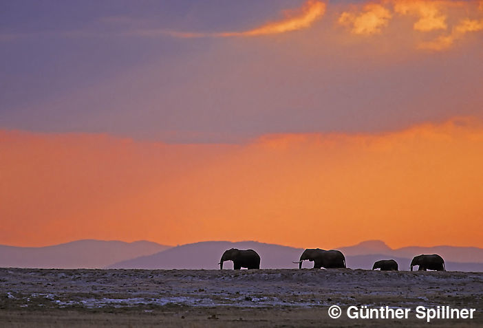 Elefanten, Elephantidae