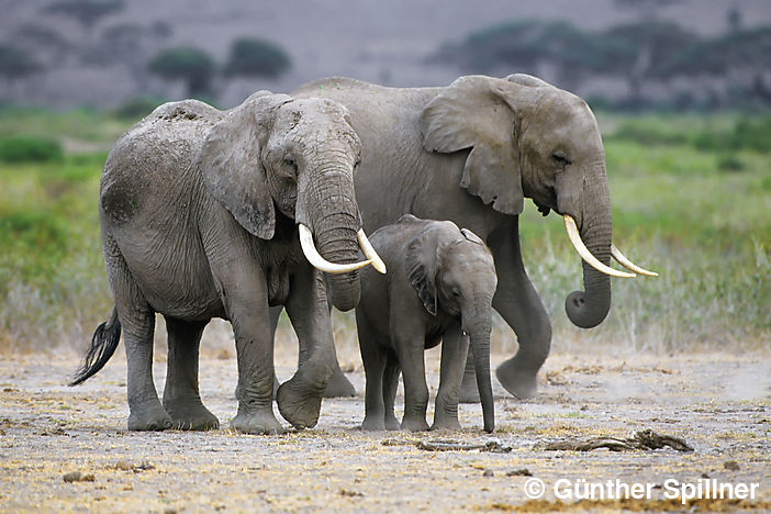 Elefantenfamilie, Elephantidae
