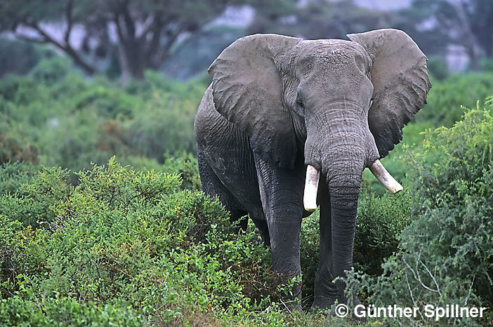 Elefant, Elephantidae