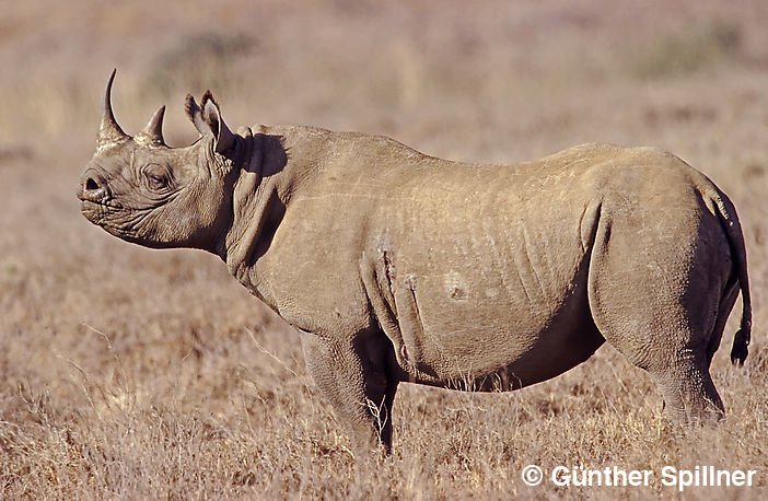 Spitzmaulnashorn, Diceros bicornis