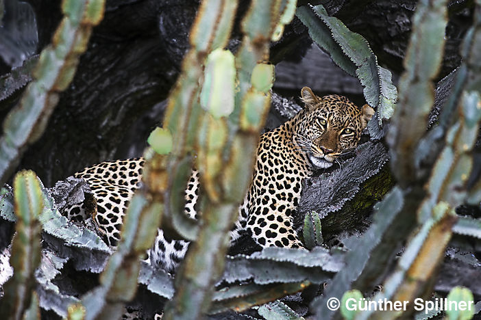Leopard, Panthera leo