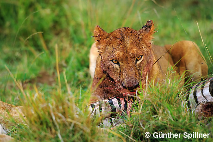 Löwin, Panthera leo