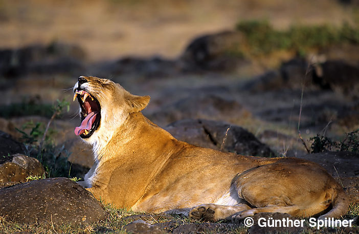 Löwin, Panthera leo