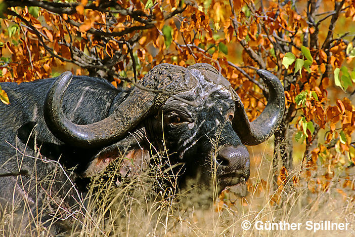 African Buffalo, Syncerus caffer