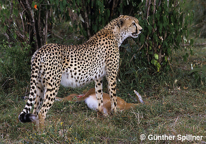Cheetah, Acinonyx
