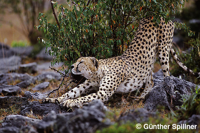 Cheetah, Acinonyx