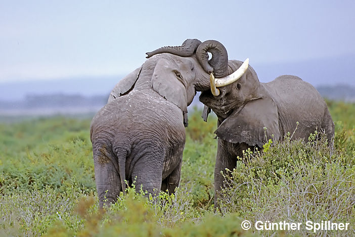 Elefanten Jungbullen, Elephantidae