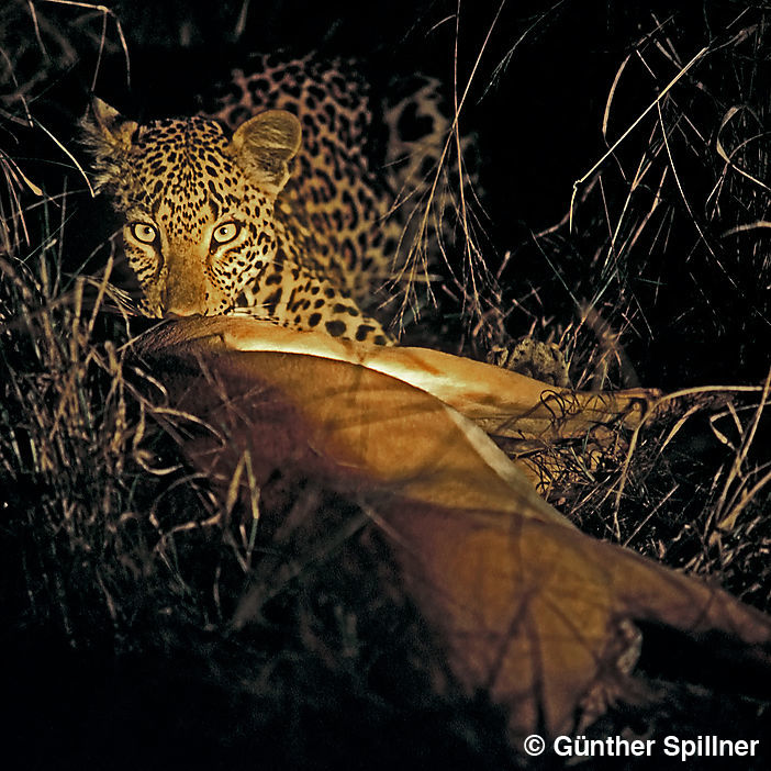 Leopard, Panthera leo