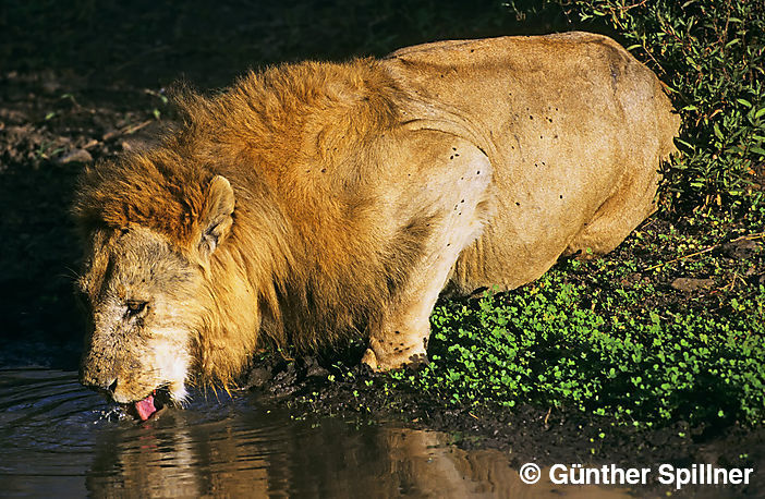 Löwe, Panthera leo