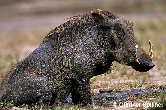 Warzenschwein, Phacochoerus africanus