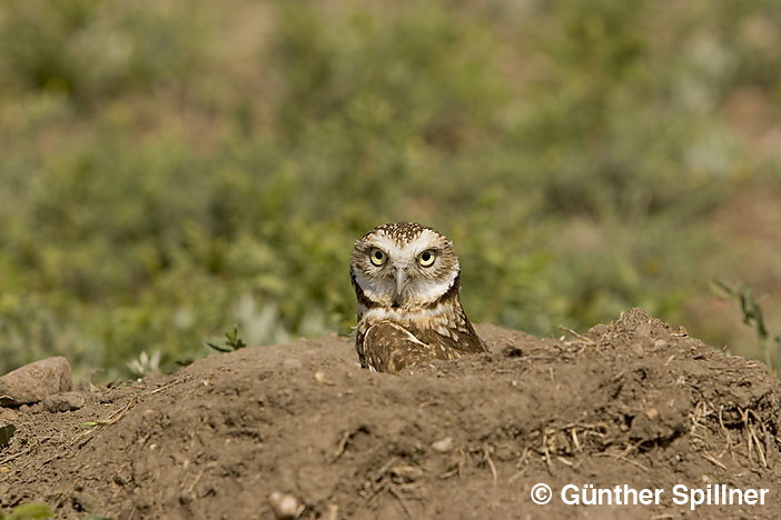 Eule, Strigiformes