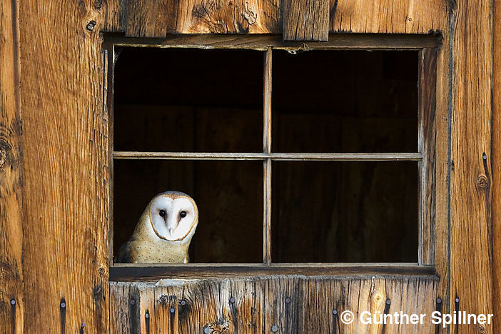 Kaninchen-Eule, Tyto Alba