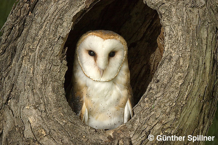 Barn owl, Tyto alba