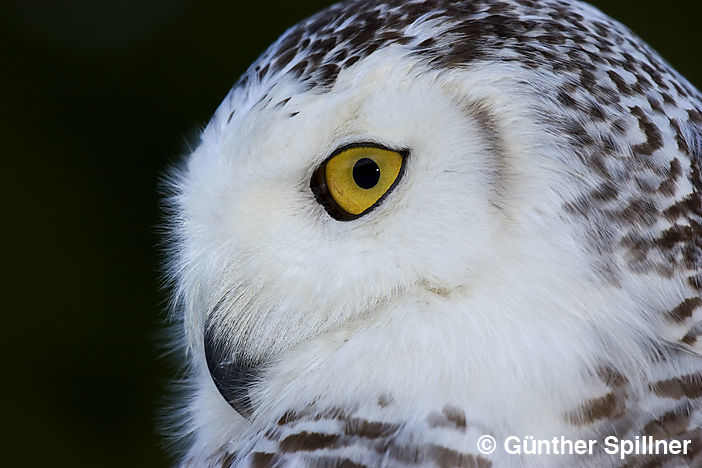 Snowy owl, Bubo scandiacus