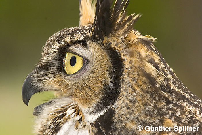 Nordamerikanischer Uhu, Bubo virgianus