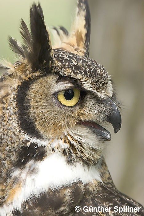 Great horned owl, Bubo virgianus