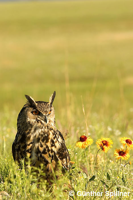Eurasian eagle-owl, Bubo bubo