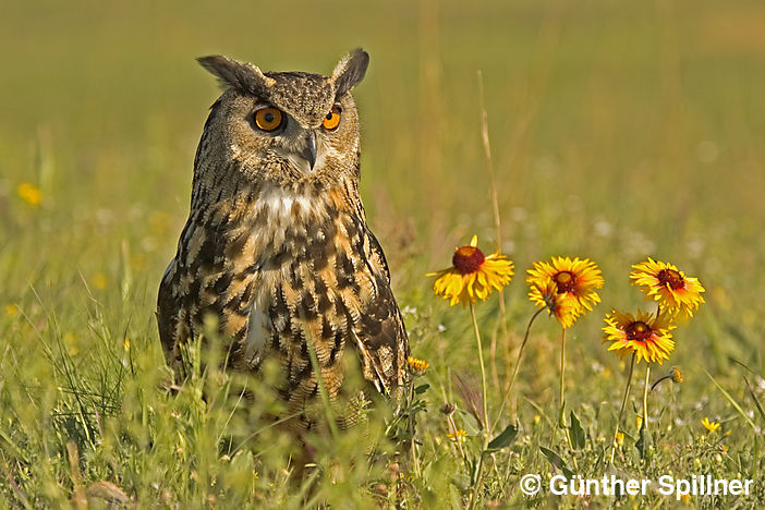 Eurasian eagle-owl, Bubo bubo