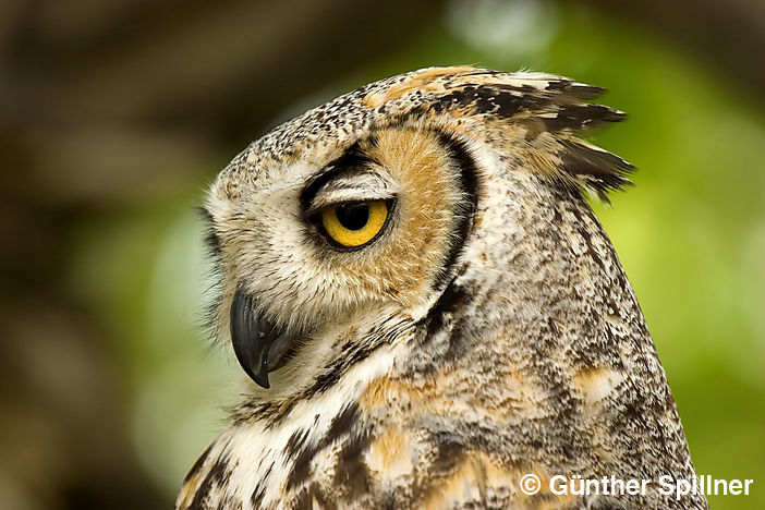 Great horned owl, Bubo virgianus