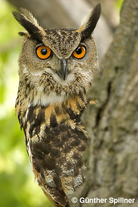 Eurasian eagle-owl, Bubo bubo