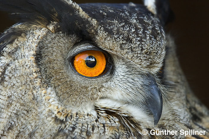 Eurasian eagle-owl, Bubo bubo