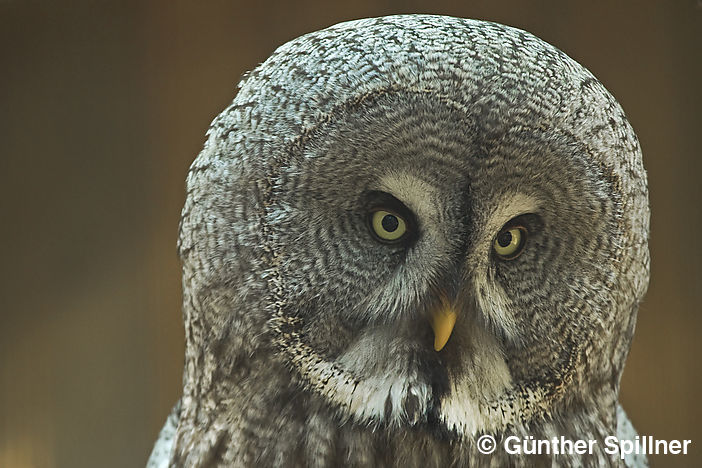 Great grey owl, Strix nebulosa