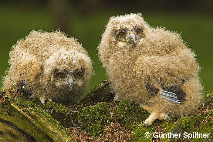 Eurasian eagle-owl, Bubo bubo