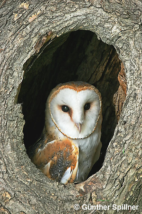 Schleiereule, Tyto alba