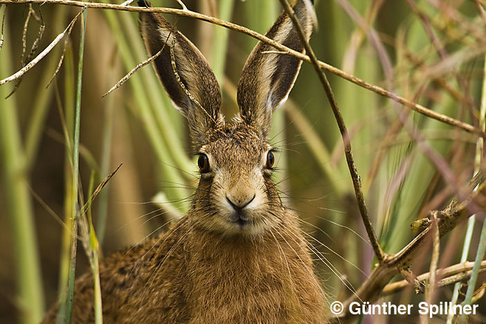 Feldhase, Lepus europaeus