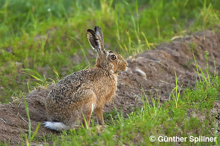 Feldhase, Lepus europaeus
