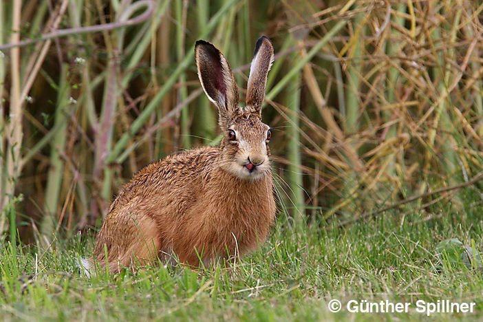 Feldhase, Lepus europaeus
