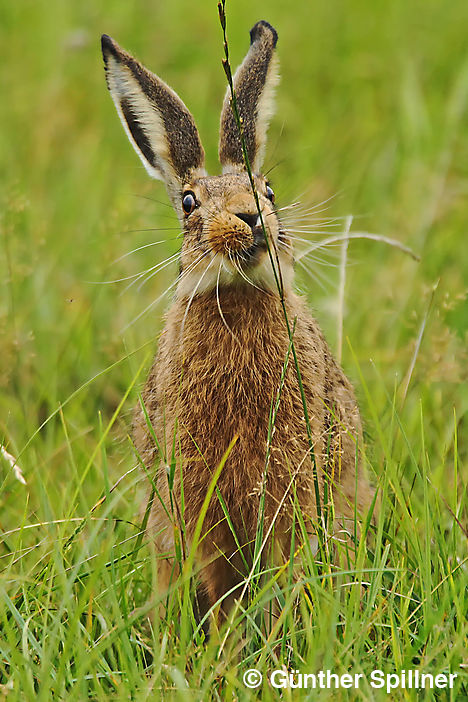 Feldhase, Lepus europaeus