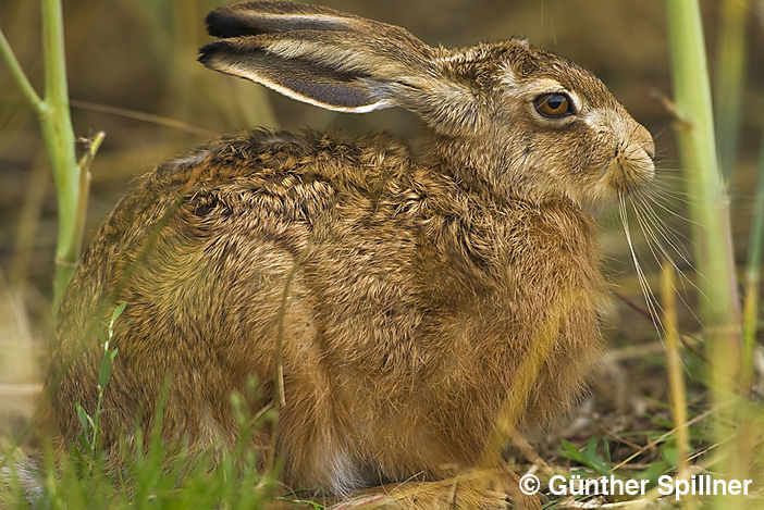 Feldhase, Lepus europaeus